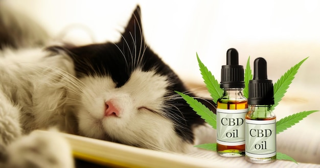 Photo bottles of cbd oil and cute cat sleeping on open book closeup