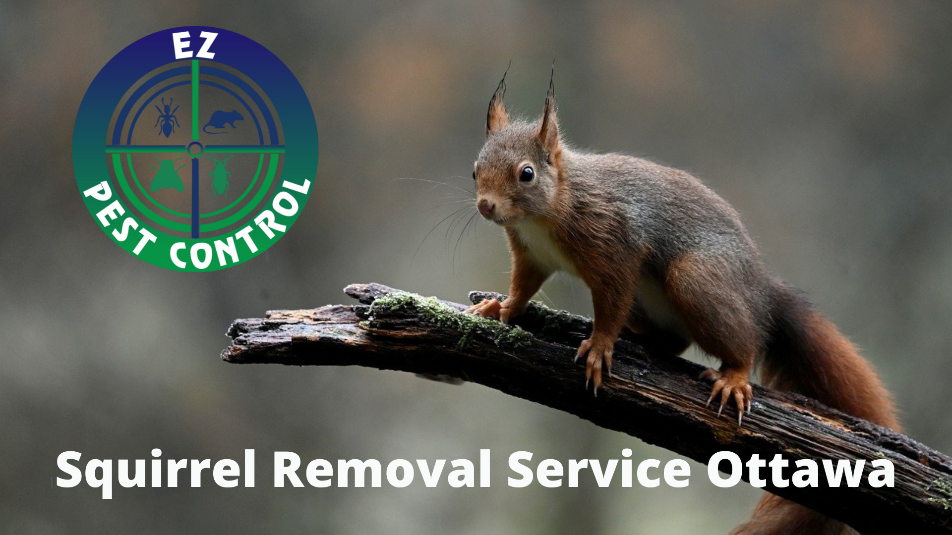 | ¥ 4

 

—
a

Squirrel Removal a IEEE